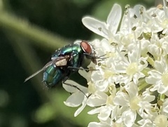 Lucilia sericata