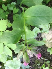 Pulmonaria officinalis