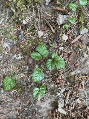Rubus nivalis