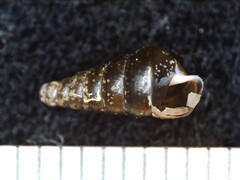 Clausiliidae