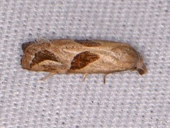 Eugnosta bimaculana