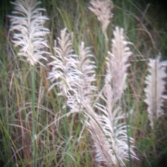 Saccharum spontaneum