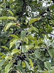 Rhamnus cathartica