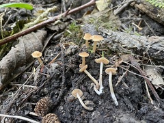 Naucoria escharioides