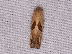 Eugnosta bimaculana