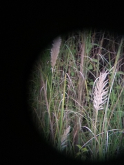 Saccharum spontaneum