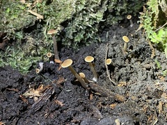 Naucoria escharioides