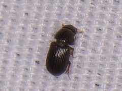 Ataenius
