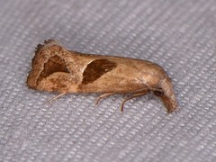 Eugnosta bimaculana