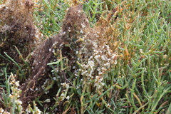 Cuscuta pacifica pacifica