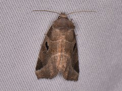 Plagiomimicus pityochromus