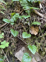 Rubus nivalis