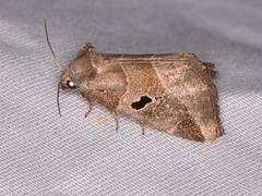 Plagiomimicus pityochromus