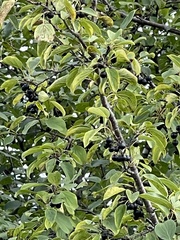 Rhamnus cathartica