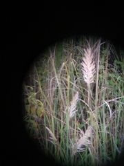 Saccharum spontaneum