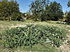 Datura innoxia