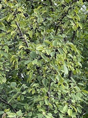 Rhamnus cathartica