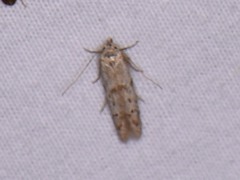 Hypatopa punctiferella