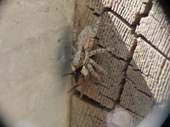 Menemerus semilimbatus