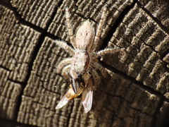 Menemerus semilimbatus