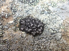 Umbilicaria cylindrica