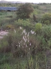 Saccharum spontaneum