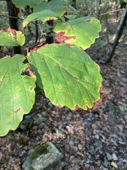 Hamamelis