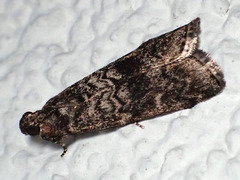 Dioryctria simplicella