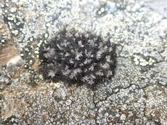 Umbilicaria cylindrica