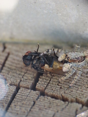 Menemerus semilimbatus