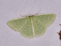 Synchlora frondaria