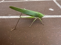 Neoconocephalus