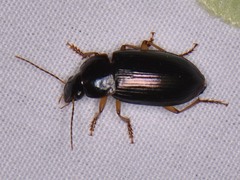 Notiobia terminata
