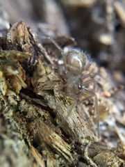 Agelenidae