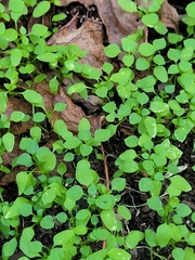 Stellaria media