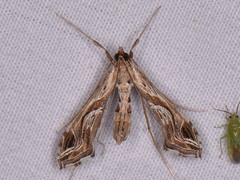 Lineodes integra