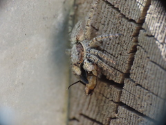 Menemerus semilimbatus