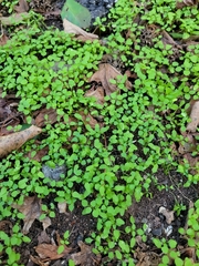 Stellaria media