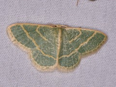 Chlorochlamys chloroleucaria