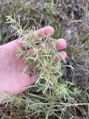 Lithospermum incisum