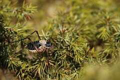 Ephippiger diurnus cunii