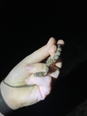 Nerodia sipedon pleuralis