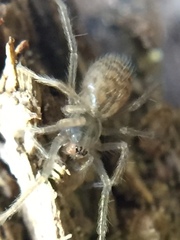 Agelenidae