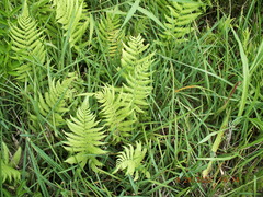 Thelypteris palustris