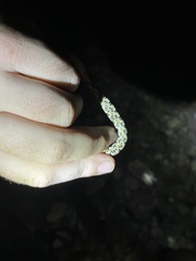 Nerodia sipedon pleuralis