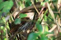 Amblyospiza albifrons