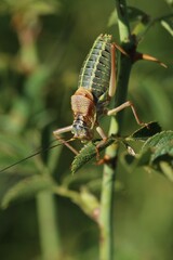 Sorapagus catalaunicus