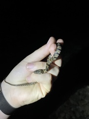 Nerodia sipedon pleuralis