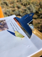 Papilionoidea