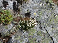 Cherleria biflora